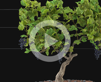 Communiquer en hologramme – Terra Vecchia