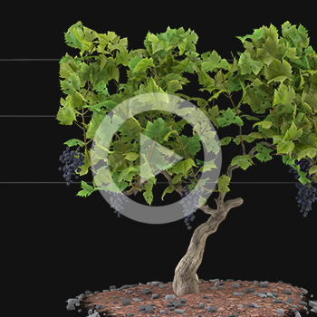 Communiquer en hologramme – Terra Vecchia